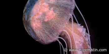 Les méduses sont de retour: ce chercheur azuréen explique pourquoi les éliminer serait une "catastrophe écologique"