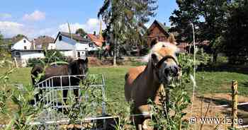 Gnadenbrot-Pferde in Warburg mit Steinen beworfen: Hohe Belohnung für Hinweise | Nachrichten aus Ostwestfalen-Lippe - Lippische Landes-Zeitung