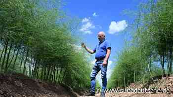 Agrar - Bruchsal - Frühes Spargel-Ende: Bauern reagieren auf Einbußen - Wirtschaft - Süddeutsche Zeitung - SZ.de