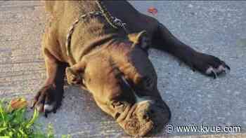 Heat and algae posing a risk to Austin-area pets - KVUE.com