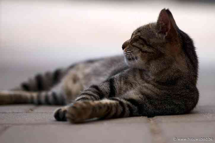 Man wijkt uit voor kat en raakt van weg, voertuig moet getakeld worden