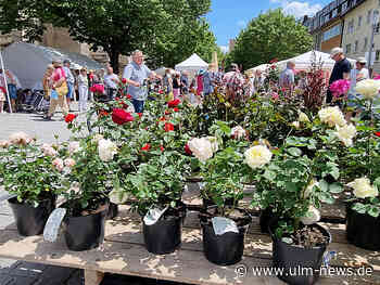 Viele Blumenfreunde bummeln über den Rosenmarkt in Ulm