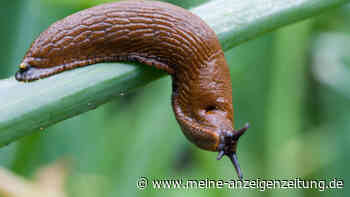 Schnecken bekämpfen: Eisen-III-Phosphat hilft besser als Kaffeesatz