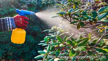 Milch als Insekten-Killer: Beliebtes Getränk hilft schnell gegen Blattläuse