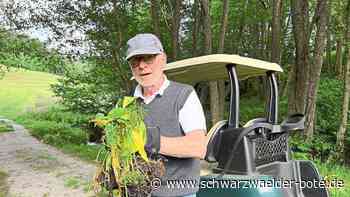 Golfplatz in Bad Herrenalb: Roy Kieferle pflanzt Bärlauch an