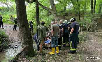 Feuerwehreinsatz im Kottenforst: Passanten finden unterkühltes liegendes Pferd am Katzenlochbach - General-Anzeiger Bonn