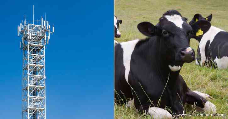 Court Issues Unprecedented Ruling on 4G Tower After Ranchers Notice What Was Happening to the Cows
