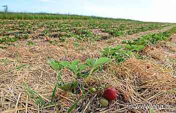 Erdbeerfeld trockengelegt: Laut Stadtwerke Passau "kein Akt der Willkür" - Passauer Neue Presse - PNP.de