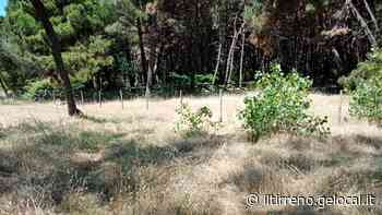 Ugo Pisa, la pineta lato Viareggio andrà tagliata completamente - Il Tirreno