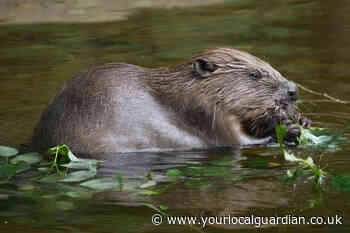 Wild Things: The beaver is back!