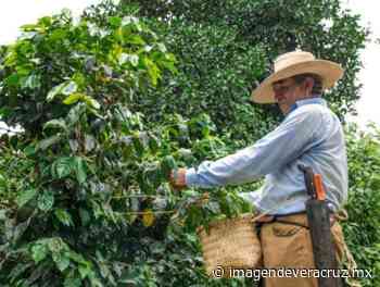 Eliminando agroquímicos, mejorarán calidad del café en Coatepec - Imagen de Veracruz