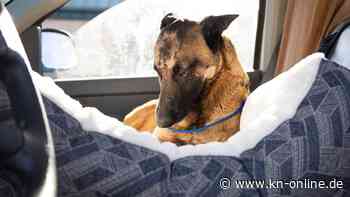 Hündin rettete Besitzerin vor aggressivem Puma – jetzt ist Eva gestorben