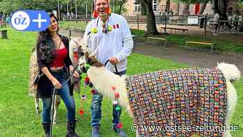 OZ-Kolumne aus Stralsund: Bunt geschmückt in die Tiershow - Ostsee Zeitung