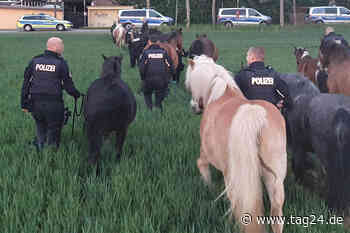 Tierische Verfolgungsjagd in Stralsund: Polizisten müssen Pferde fangen! - TAG24