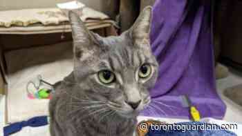 Griffin the cat is looking for a new lovely home in the Toronto area - Toronto Guardian