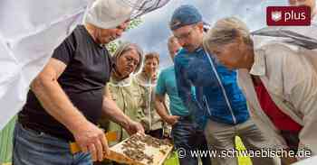 Imkern für Anfänger: Bienenzuchtverein Lindau gibt einjährigen Kurs - Schwäbische