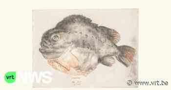 Een verborgen schat in Brussel: tekeningen van Bruegel, Rubens en Jordaens voor het eerst bij elkaar - VRT NWS