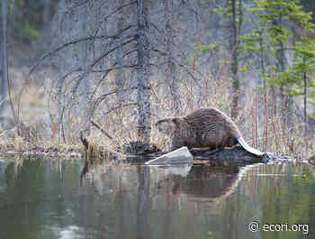 Cumberland Abandons Plan to Trap 'Nuisance' Beavers Because State Law Requires They Be Killed, Not Relocated - ecoRI news