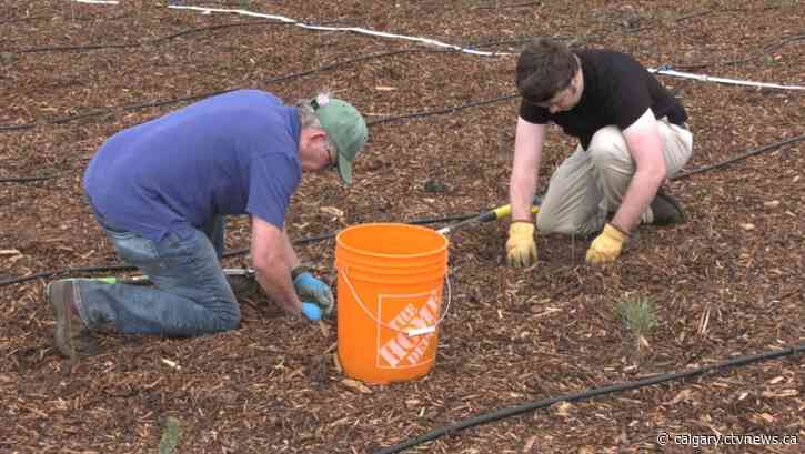 Lions Club volunteers aim to plant 50,000 trees in Calgary