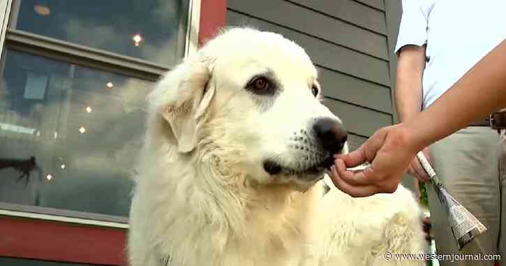 Attorney Out of a Job After Targeting Family Dog with Cruel Procedure in Plea Deal