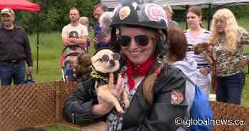 Palliative dog rescue hosts sixth annual “Running of the Chihuahuas”