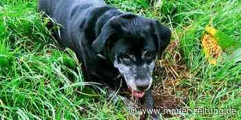 Zum Tag des Hundes: Die schönsten Bilder unserer Leser - Marler Zeitung