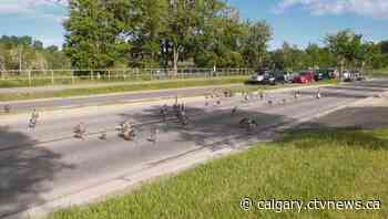 Calgary drivers stopped by geese crossing on busy route | CTV News - CTV News Calgary