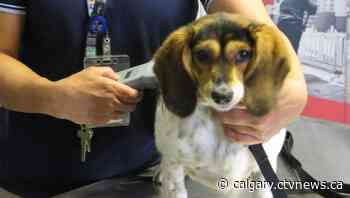 Calgary animal shelter enjoys funding boost from Skechers and Petco Love | CTV News - CTV News Calgary