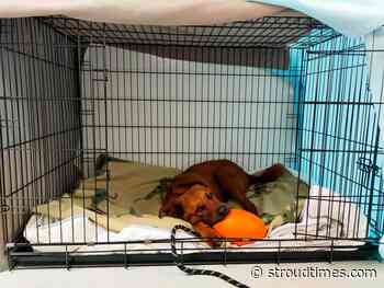 Help find a foster home for Bruno - Stroud Times