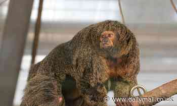 Primates go ape for 'monkey media player' which lets them use interactive systems to watch videos 