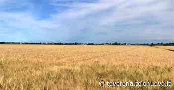 Grano, nel Basso Veronese la mietitura costerà il 50 per cento in più - TG Verona