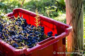 Cosa bere? Guida per principianti alla scelta del vino - Siena News