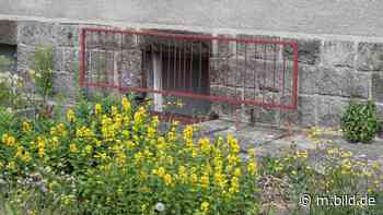 Riesa: Mutter eingemauert! So kam die Polizei Sohn Ulrich (62) auf die Spur - BILD