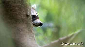 Sachsen: Waschbären aus Stadtpark von Riesa gerettet - n-tv.de - n-tv NACHRICHTEN