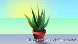 La Dolce Vita a Capri, il Salone dei record e il ritorno dei giochi da tavolo - Il Sole 24 ORE - Il Sole 24 ORE