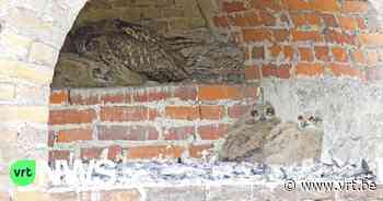 Oehoes hebben drie jongen in het centrum van Leuven - Vlaamse Radio- en Televisieomroeporganisatie