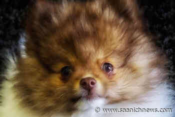 Dog stolen from Langford home safe after being found in Alberta – Saanich News - Saanich News