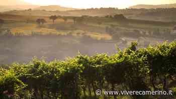 Matelica si accende con Cantine Aperte, serie di appuntamenti nel weekend dedicati al Verdicchio - Vivere Camerino