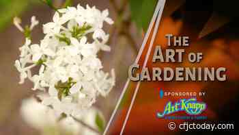 Art of Gardening — Creating a Moon Garden - CFJC Today Kamloops