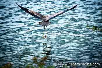 'The Art Among Us2' to open at the Emery Community Arts Center - Kennebec Journal and Morning Sentinel