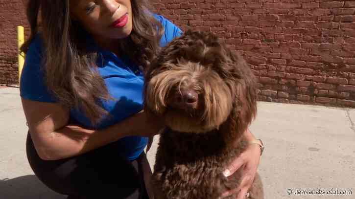 Colorado Vet Urges Owners To Attend To Their Dogs Properly In The Blistering Heat, Particularly The Brachycephalic Breeds