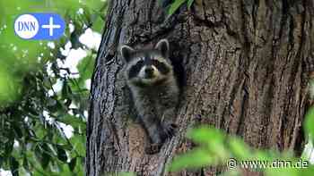 Dresden hat ein Waschbär-Problem - Dresdner Neueste Nachrichten