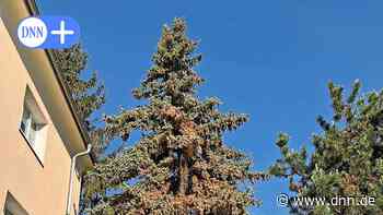 Lausbefall bei Fichten in Dresden: Was Gärtner beachten müssen - Dresdner Neueste Nachrichten