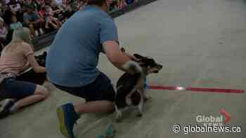 Saskatchewan Corgi Races - Global News