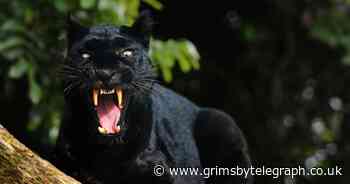 'Jaguar' spotted in northern Lincolnshire as big cat sightings rise - Grimsby Live