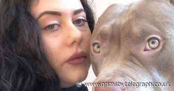 Mum's fury as 13 'healthy' puppies die at vets - Grimsby Live - Grimsby Live