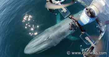 Gloucester researchers use "SnotBot" drone to study whales like never before - CBS Boston