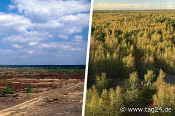Von der Sowjetarmee zerschossen: Wie die Königsbrücker Heide zum Naturschutzgebiet wurde - TAG24