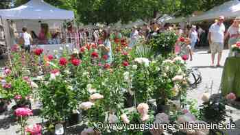 Der Tag der Rose bringt den Münsterplatz zum Blühen