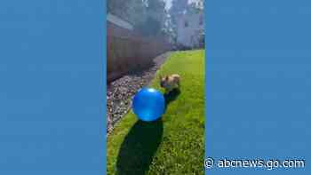 WATCH:  Dog bounces new ball around backyard
